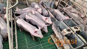 Prasad od 20kg do 30kg