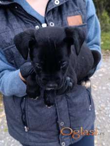 Cane corso, štene -dostava