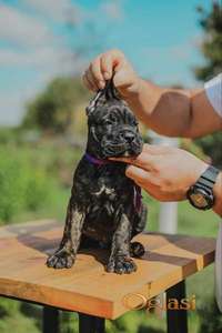 Cane Corso vrhunski štenci