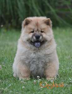 Chow Chow Cau Cau Čau Čau