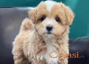 Maltipoo i Toy pudle