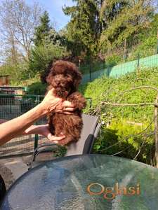 Toy/mini pudla mahagoni ženka