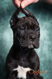 Cane Corso stenad