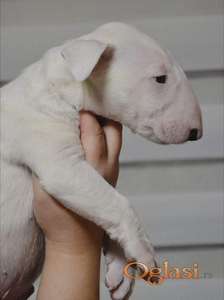 Bulterijer vrhunski štenci