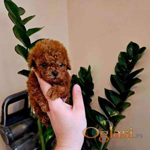 Neodoljive pudle toy i teacup