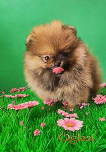 Pomeranac boo