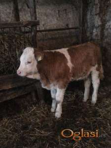 Uhranjeno tele, CENA DOGOVOR