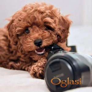 Patuljasta pudla stenci