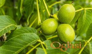 Sadnice kalemljenog oraha