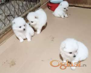 Pomeranski spic