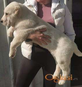 Srednjeazijski ovcar, musko stene