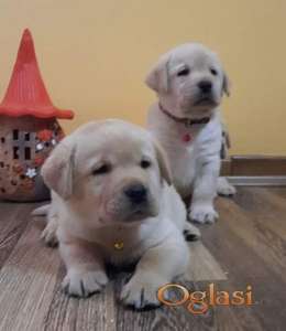Prelepi, čistokrvni štenci labradora