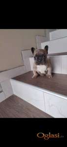 Francuski buldog muško štene