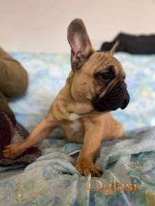 Francuski buldog