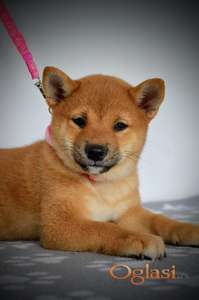 Šiba inu, Shiba Inu štenci
