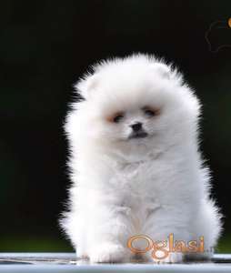 Pomeranac BOO prelepi štenci