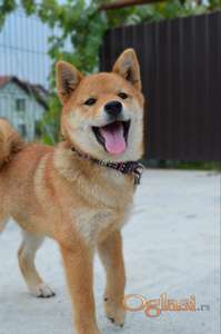 Shiba Inu prelepi štenci