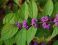 Kalikarpa (Callicarpa bodinieri) sadnice