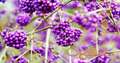 Kalikarpa (Callicarpa bodinieri) sadnice