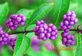 Kalikarpa (Callicarpa bodinieri) sadnice