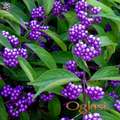 Kalikarpa (Callicarpa bodinieri) sadnice