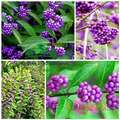 Kalikarpa (Callicarpa bodinieri) sadnice