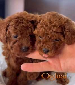 Najmanje pudle, od najlepsih roditelja u Evropi