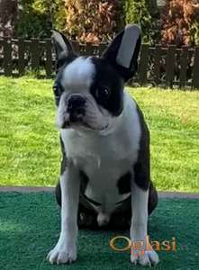 Dostupno muško štene Boston terijera