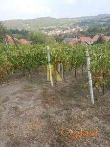 Na prodaju vinograd i voćnjak u punom rodu – Beočin selo