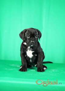 Cane Corso prelepi stenci