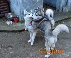 Stenci sibirskog haskija