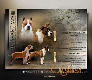 Američki Stafordski Terijer štenci