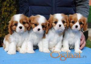 Dostupni štenci Cavalier King Charles spanijela