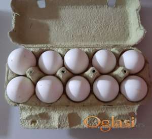 Jaja za nasad od leghorn kokoši.0