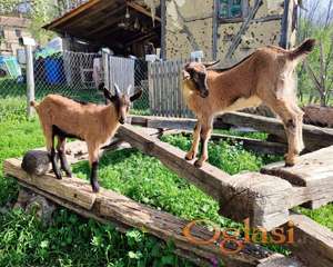 Alpski jarčići za priplod