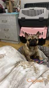 Francuski buldog štene