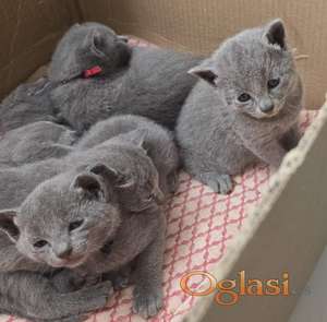 Russian Blue kittens 4 beautiful kittens, born from a combination of Russian parents with champions in the line. The kittens grow up at home in the living room and are wanted to go about their daily business.