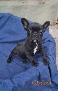 Francuski buldog