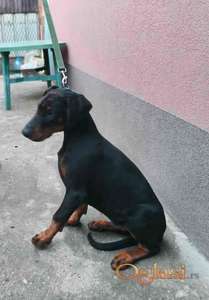 Doberman muško štene,