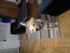 Molim vas, pružite Brunu dobar dom.