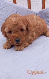 Mini pudla