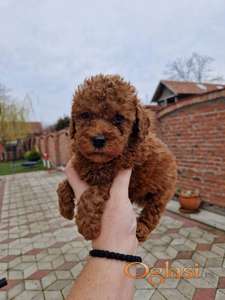 Crvene pudle toy, od oba roditelja u mom vlasnistvu