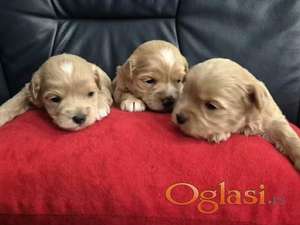 Maltipoo štenci, prelepe bebe