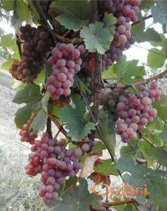 Vinsko grožđe - Traminac mirisni