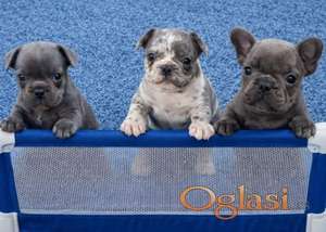 Sivi plavi francuski buldog