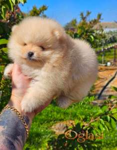 Najlepsi Pomeranci Boo samo u Pom_Hash_Starsu