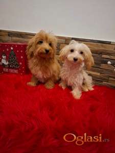 Maltipu tamni i svetli aprikot