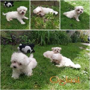 Mini Maltezer Štenci