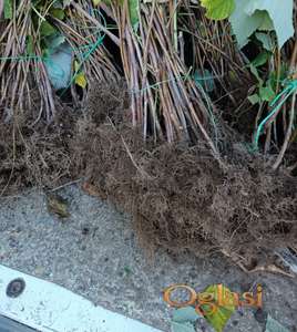 Sadnice maline Glen Empl