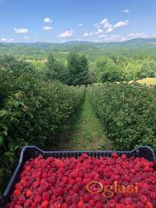 Stari vilamet, glen ample, crni vilamet